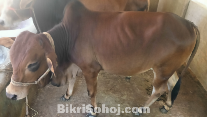 লাল রঙের গরু